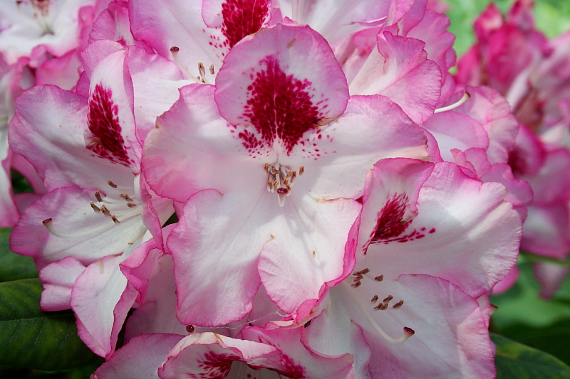 Killikus&reg; Fotographie